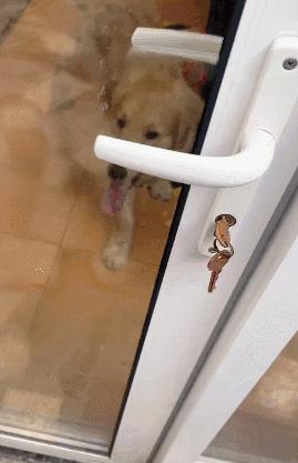 金毛误入地铁站后续,金毛闯地铁