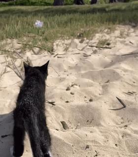 原来猫咪也有弱智的表现,猫咪很虚弱该怎么救活它