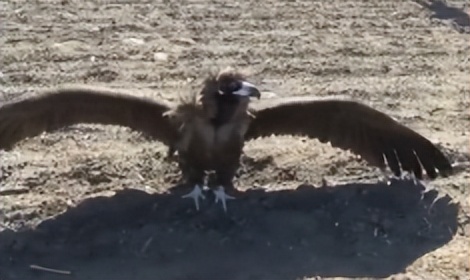 辽宁男子救助秃鹫,沈阳救助秃鹫