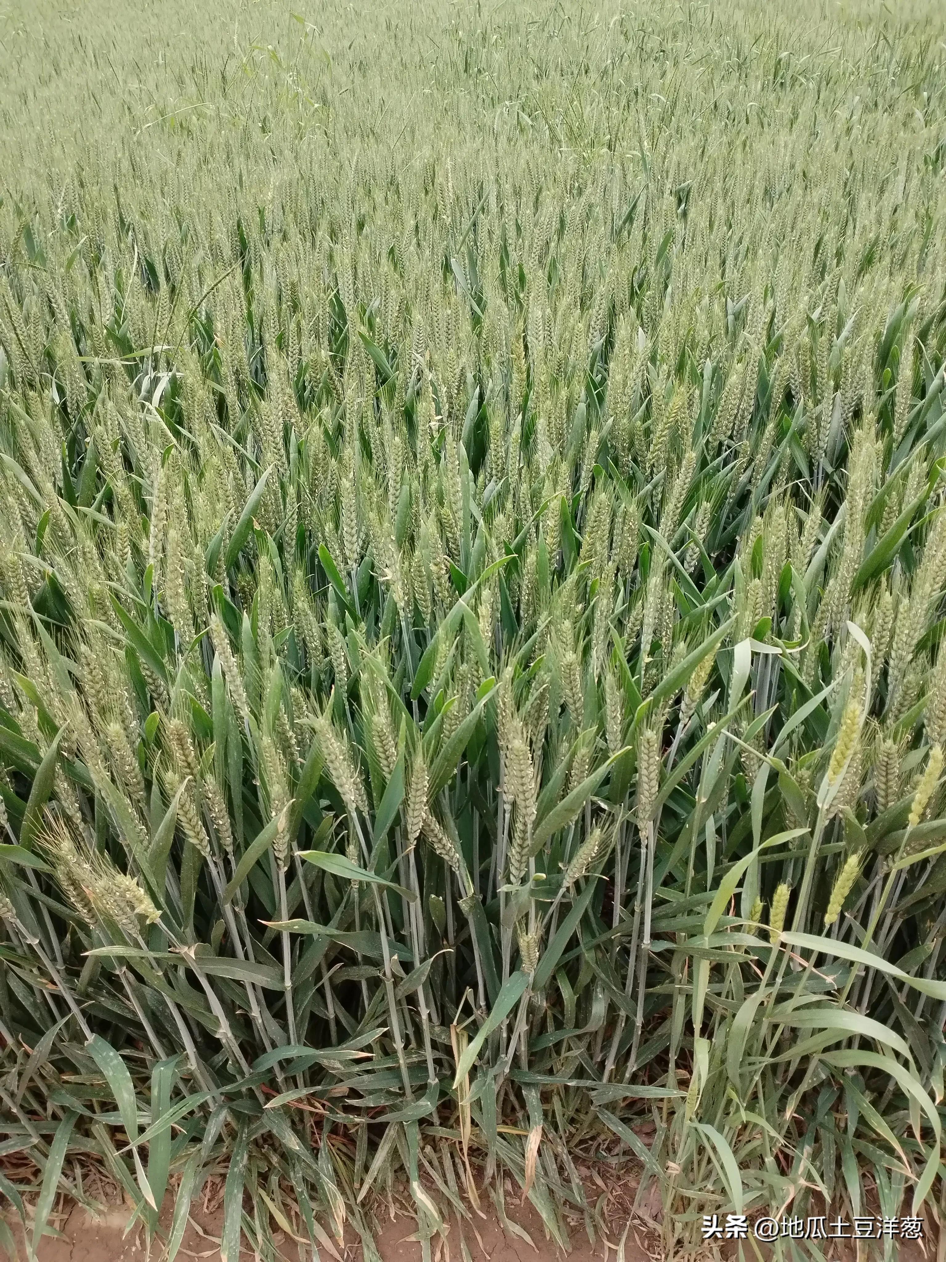 寿比南山是多少岁,寿比南山福如海下一句是什么