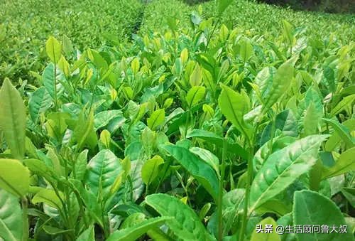 天府之国是该火一把了