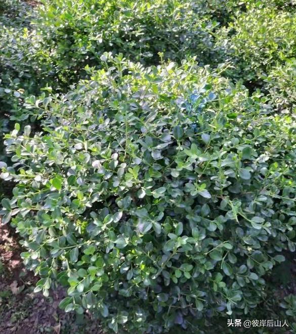 2024年最新苗木报价,2023年苗木行情什么样