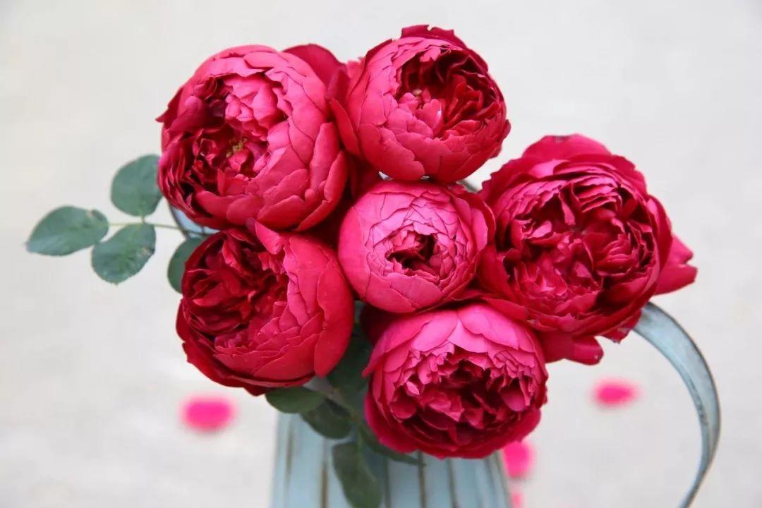 最值得养的大花微月,微月最耐寒好养的品种有哪些