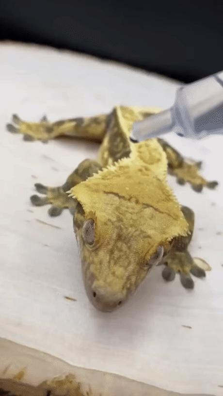 壁虎是益虫吗对人有伤害吗,壁虎毒性不大为什么列为五毒