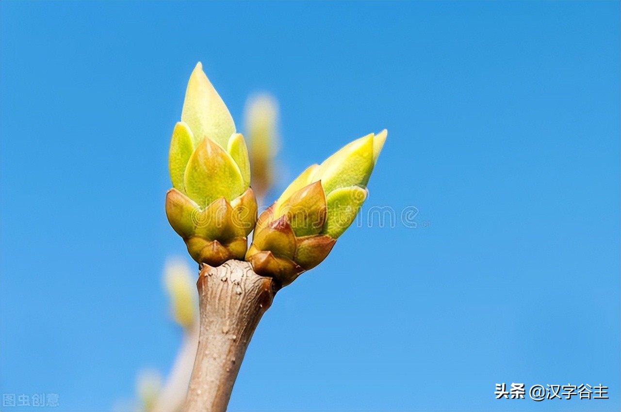 汉字植物：“花”开绽放之后的样子——“花”模样的汉字描述