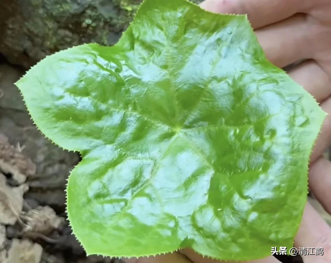 人称“江边一碗水”，荒野3月开紫花，细读栽培“5措施”秒懂种植