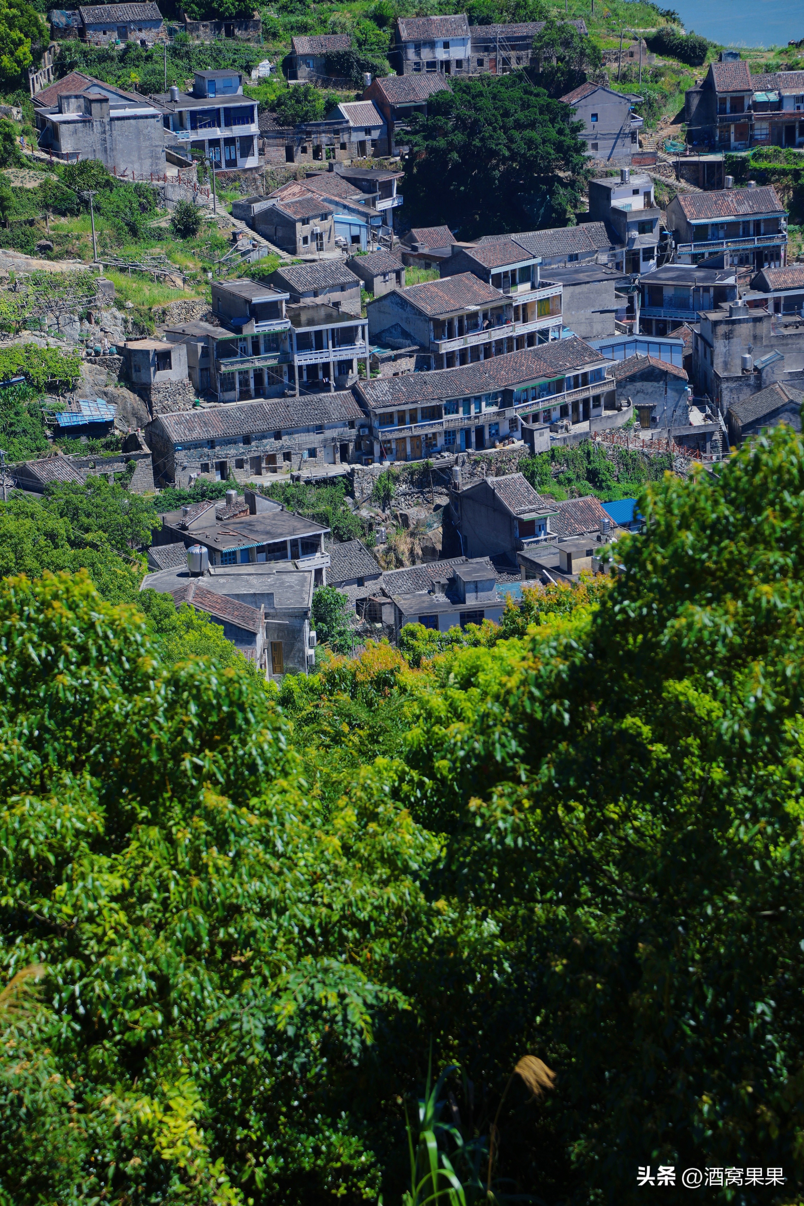 福鼎两天一夜旅游攻略,福鼎茶漫步茶园体验采茶之旅