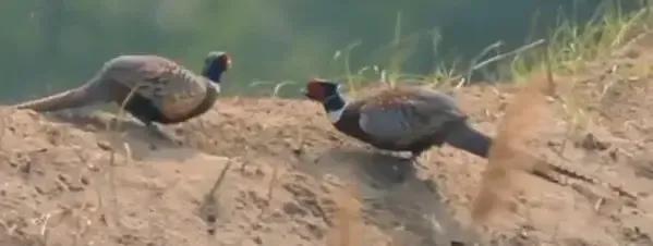 山东曹县为87名无名烈士寻亲找家,曹县孙智敏