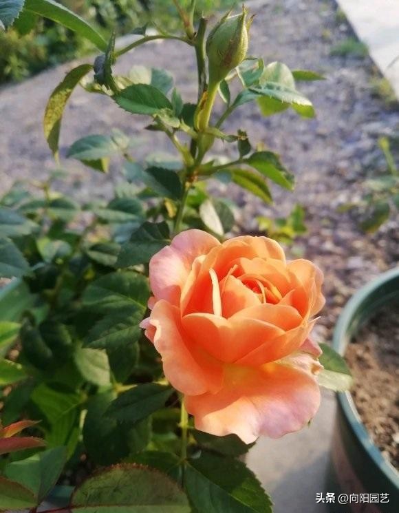 月季不发芽怎么处理,月季扦插用蛭石还是用水泡生根快