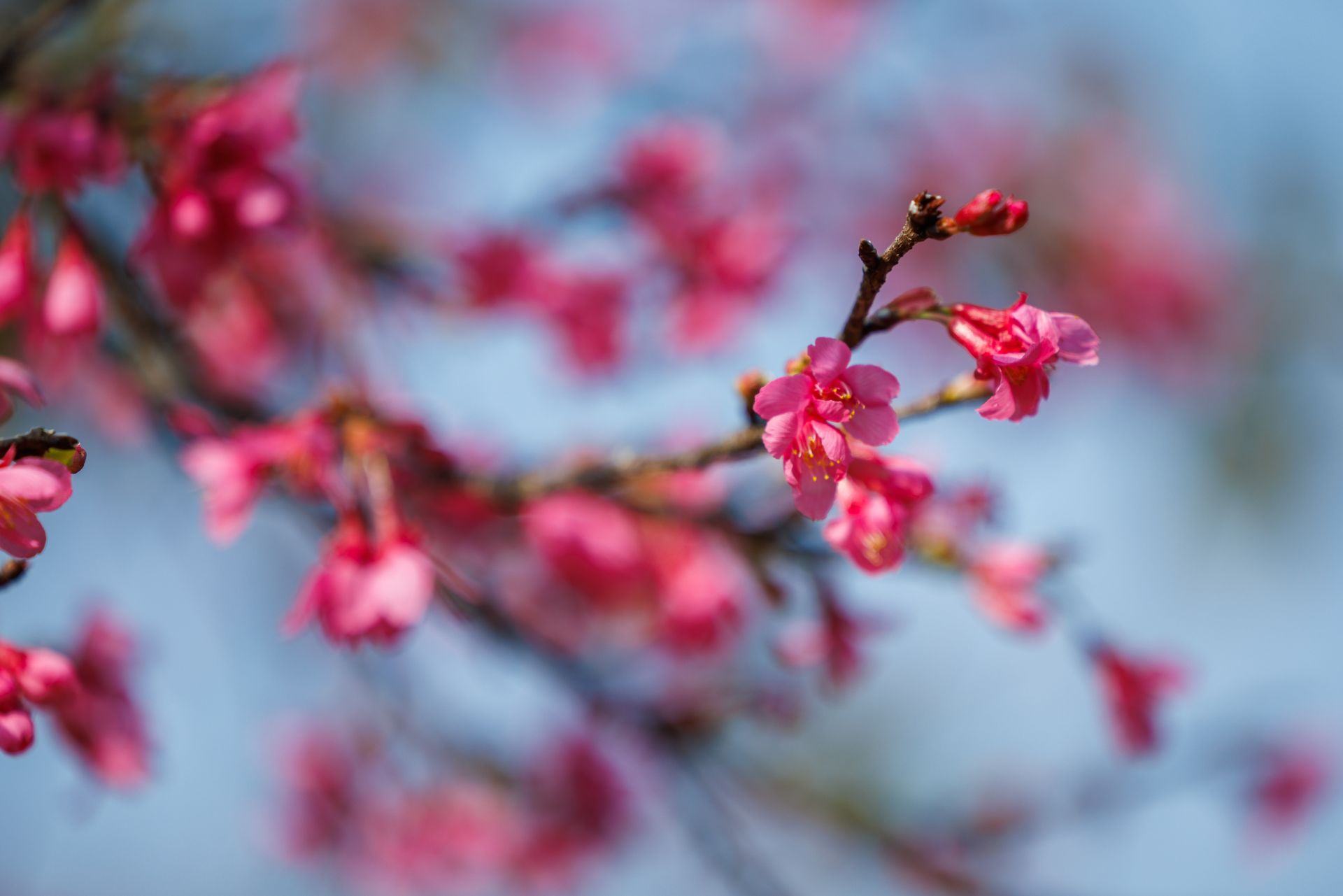 深圳最美樱花在哪里十一月,看樱花不用出门