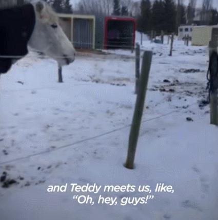 边牧和澳牧的混血狗狗,漂亮狗狗澳牧