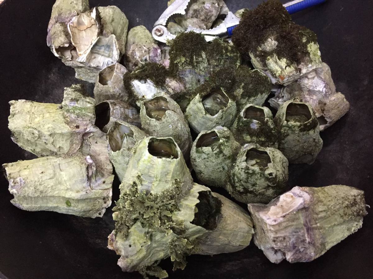 每次航线结束能刮下十多吨海鲜，都到海鲜市场了？这种海鲜吃不得