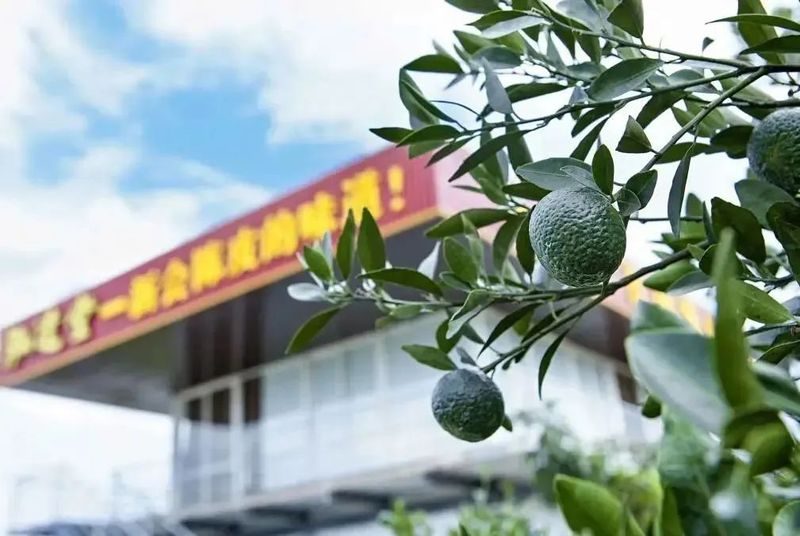 泓达堂新会陈皮茶叶公司,泓达堂新会陈皮官网联系电话