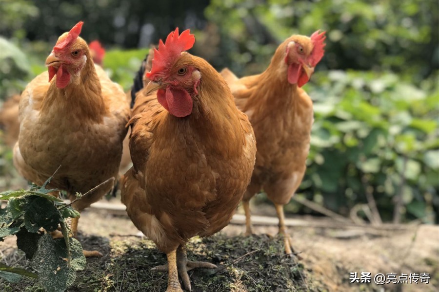 养鸡消化不良用什么药,养殖鸡怎么治疗