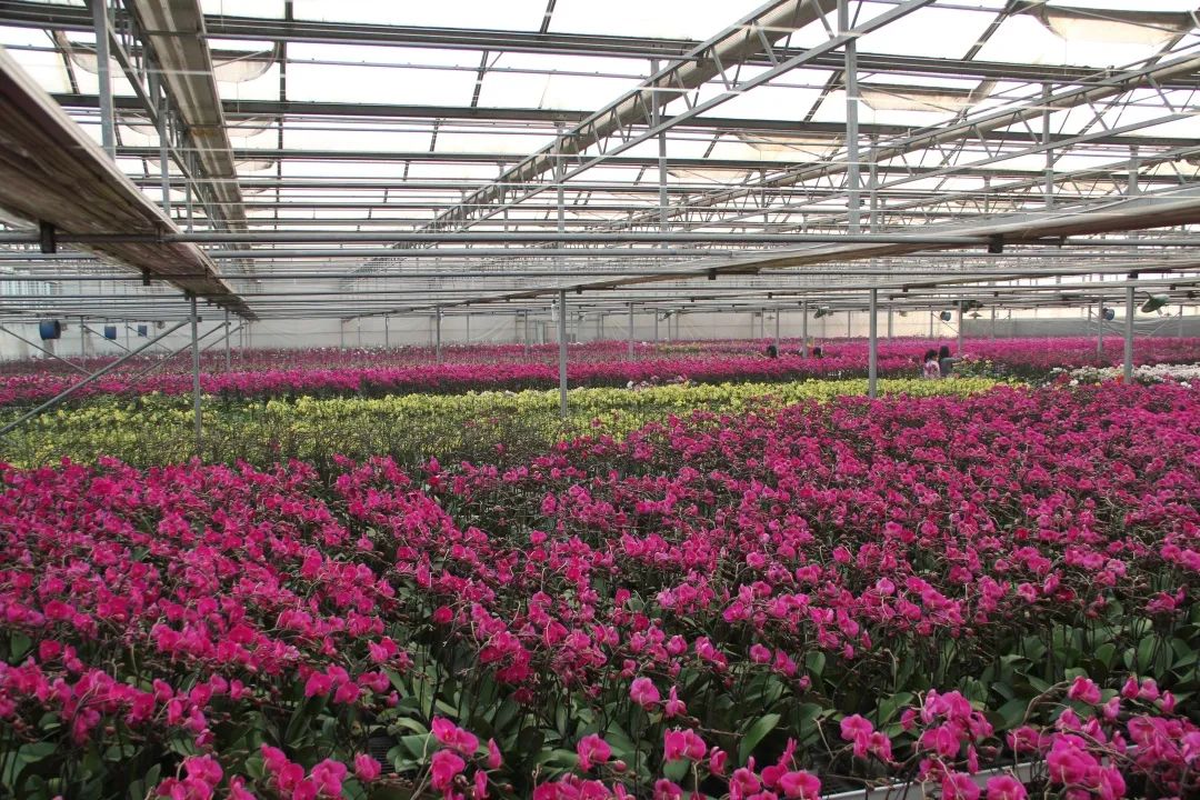 解锁乡村致富密码,想知道发财的秘密吗