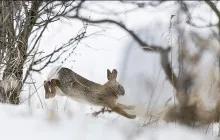 雪地逮兔技巧,雪天如何捕捉兔子