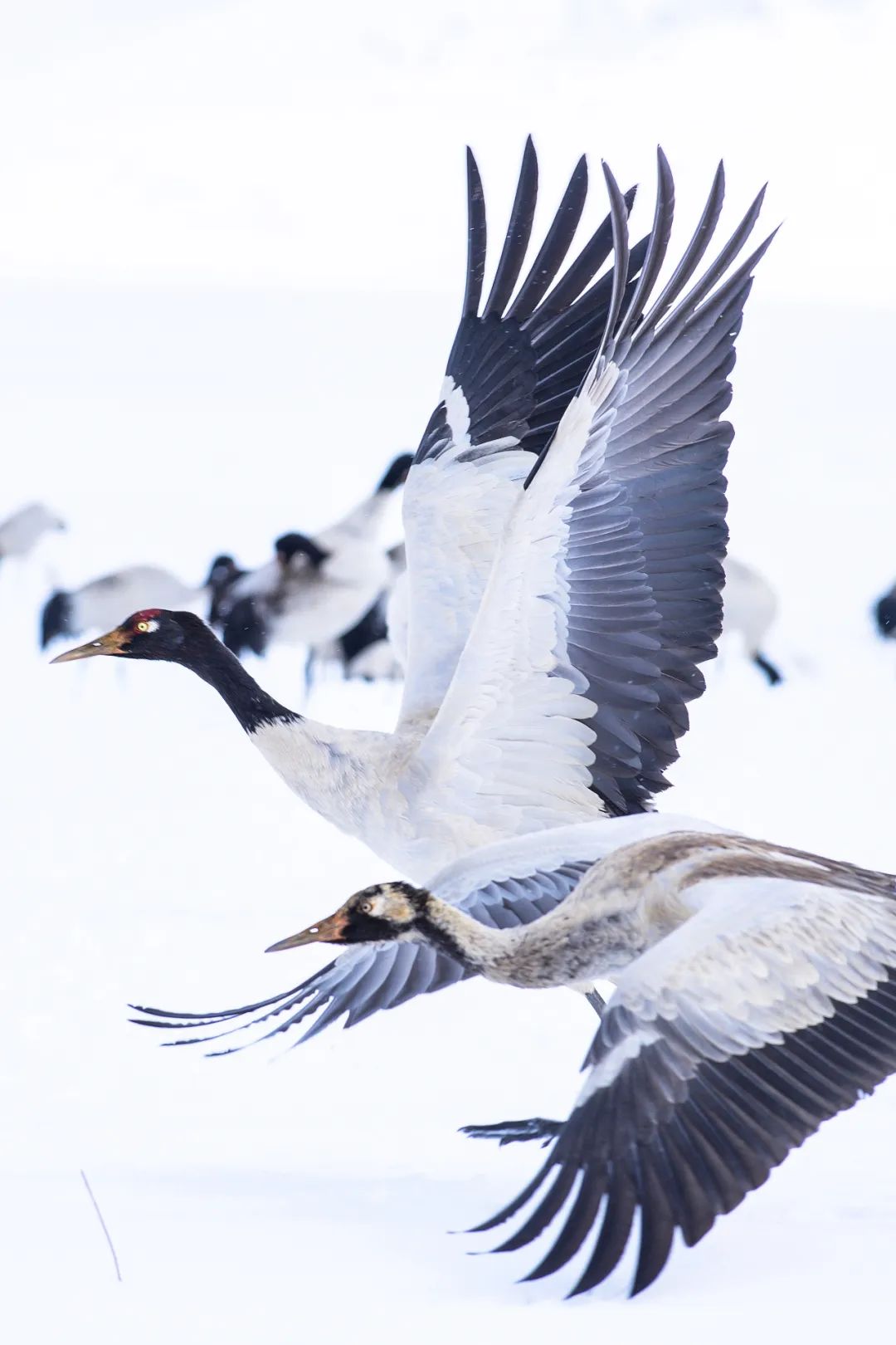 绿色狂想曲,绿色狂想曲三年级