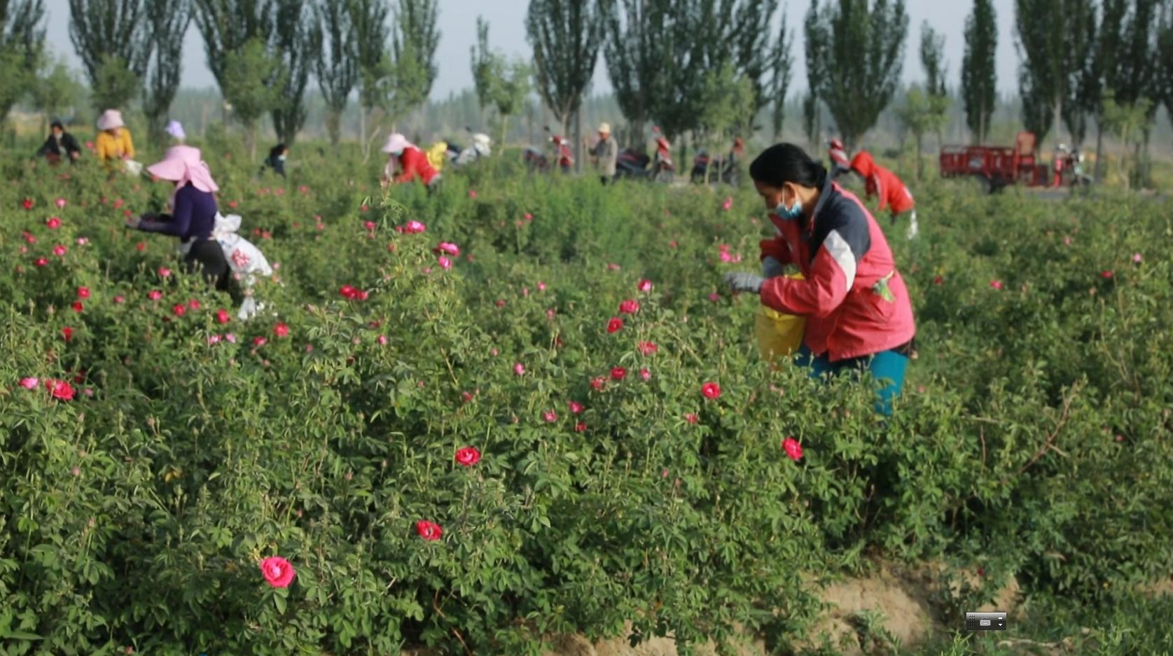 玫瑰致富花,种植玫瑰花致富