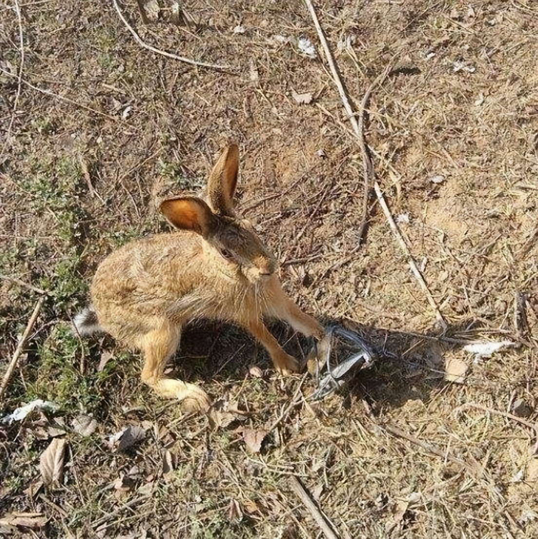 西高地抓兔子吗,在野外看见兔子怎么捕捉