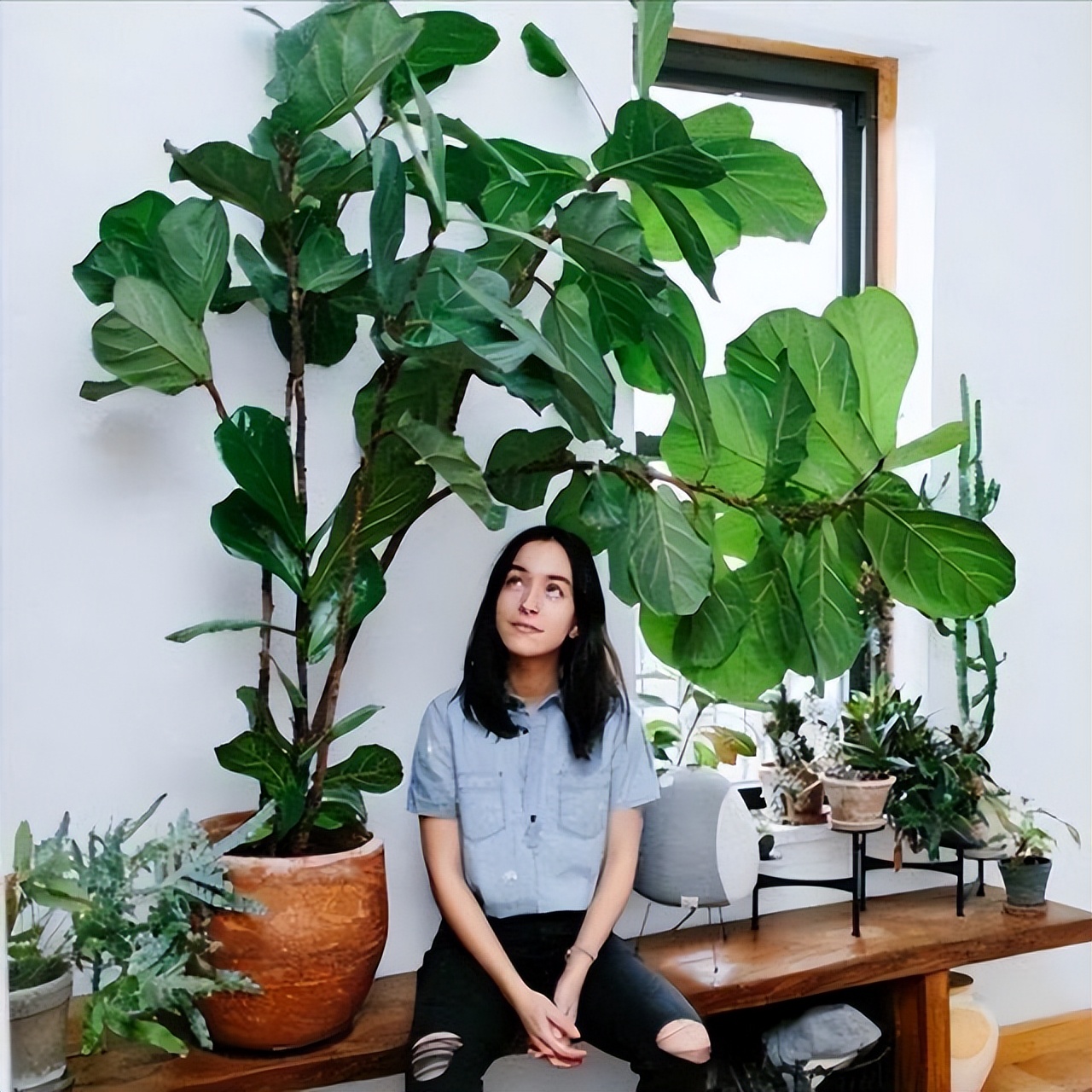 家中植物风水禁忌大全,家里养花对夫妻关系风水的讲究