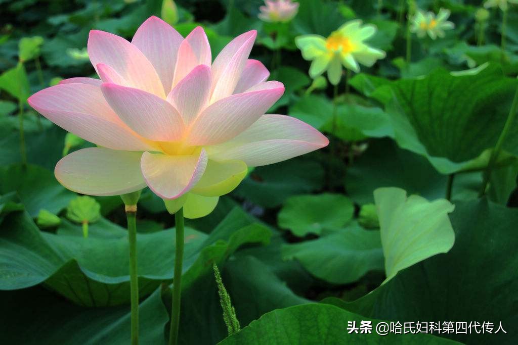 月经量少月经错后怎么治,月经量少经期后怎么调理