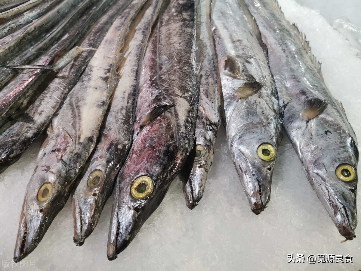 鲜带鱼和冻带鱼的区别和价格,带鱼多少钱一斤今天的价格