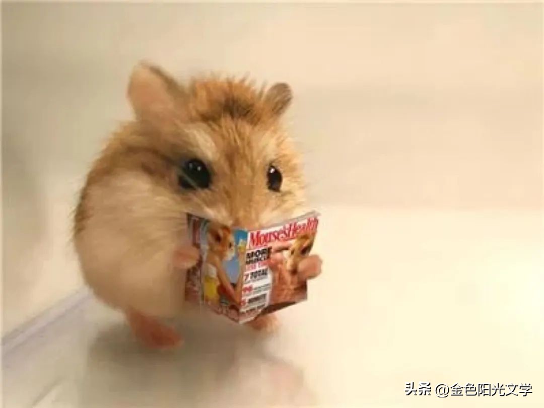 小学作文心爱之物点评,心爱之物300字作文