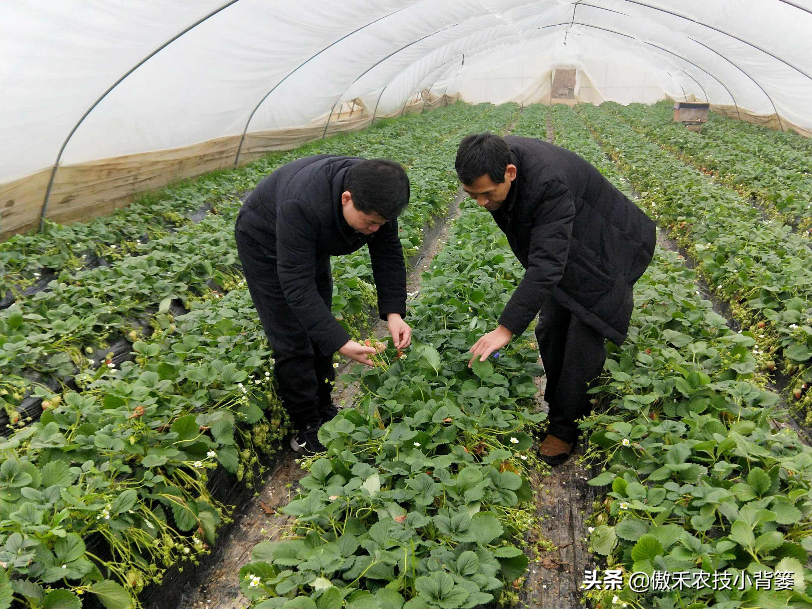 杀虫剂吡虫啉和啶虫脒有什么区别,吡虫噻嗪酮吡虫啉