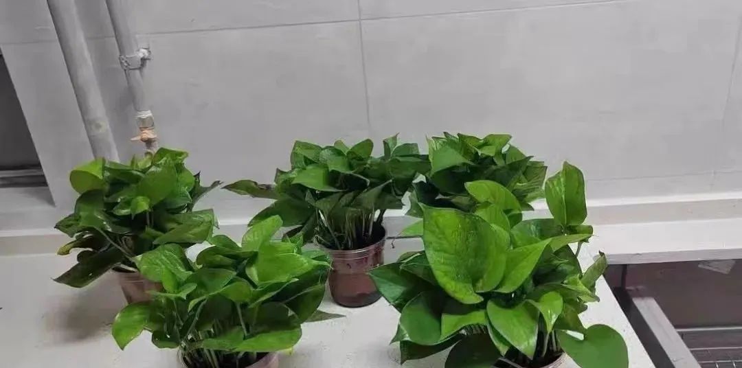 除甲醛最好的10种花,新手养什么花吸甲醛最好