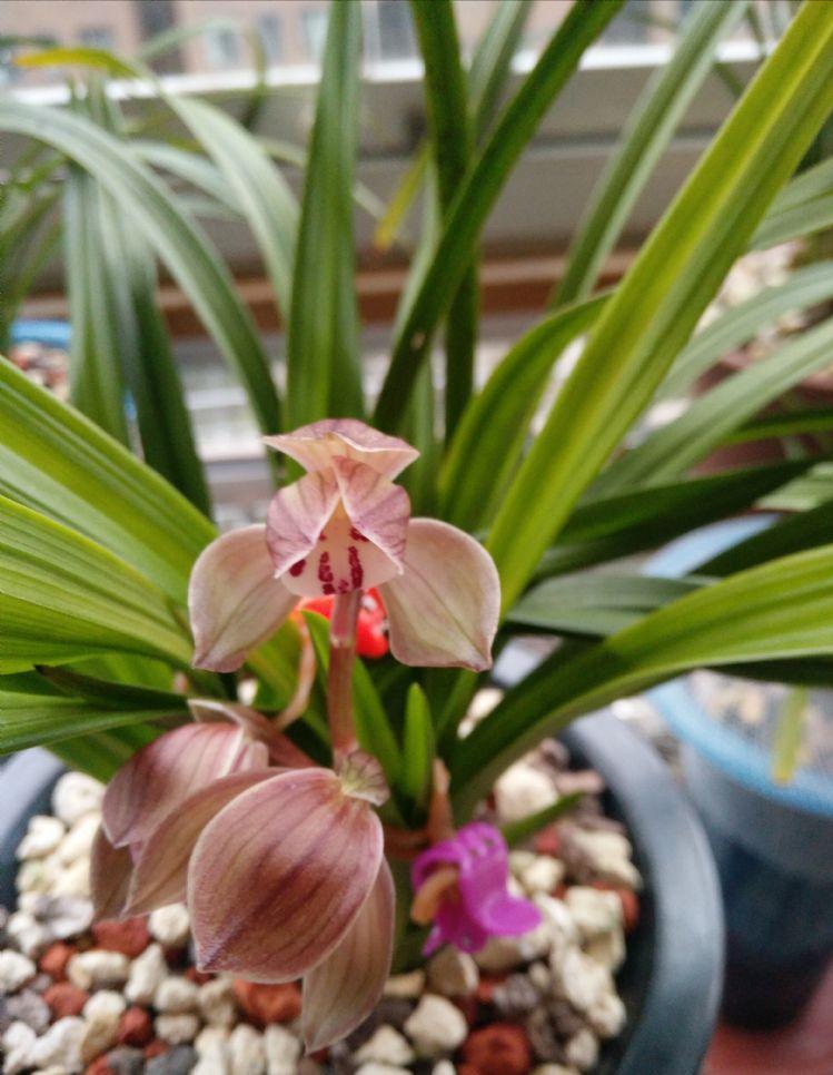 春剑学林荷花剑高度,春剑荷瓣精品欣赏