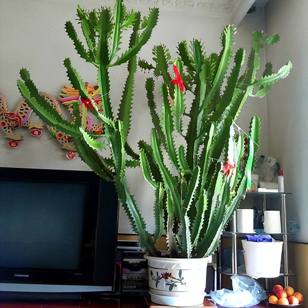 养什么花老桩值钱,这些花养成老桩就值钱了