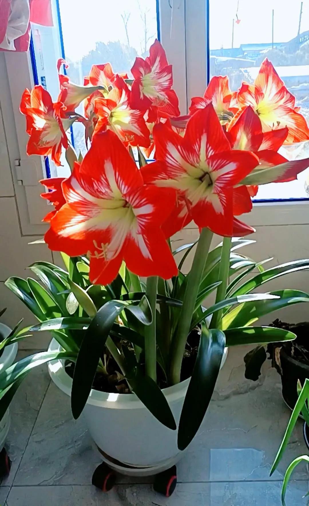 分享精美花朵图片,分享春天的图片大全