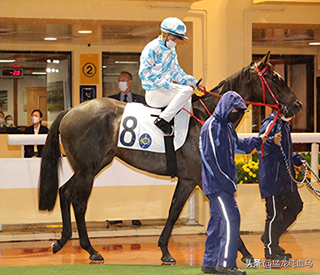 香港打吡现场新西兰賽驹的出色表现！