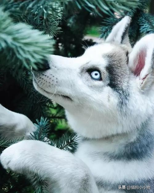 “纯种”哈士奇，才会有的特征，看完你敢养吗？