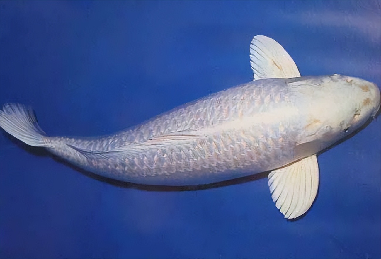 浙江男子市场买鱼，却偶遇“黄金龙凤锦”，身披黄金甲、仿若天龙