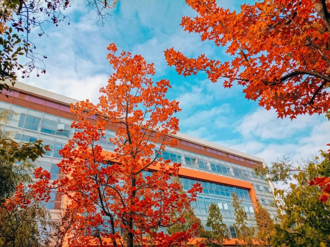 秋季限定|昆明九所学校，送你诗意校园里的一抹金