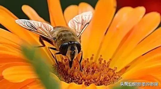 勤劳的蜜蜂写一首现代诗,蜜蜂现代诗自创