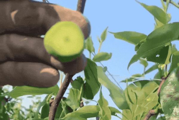 梨子中间只有一处是褐色的,梨子里面有褐色斑点是什么原因