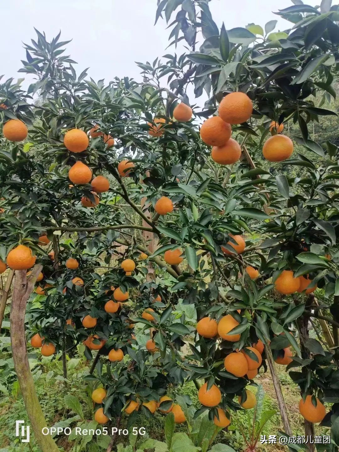 成都温江橘子采摘园推荐10月份,江苏附近橘子采摘园有哪些地方