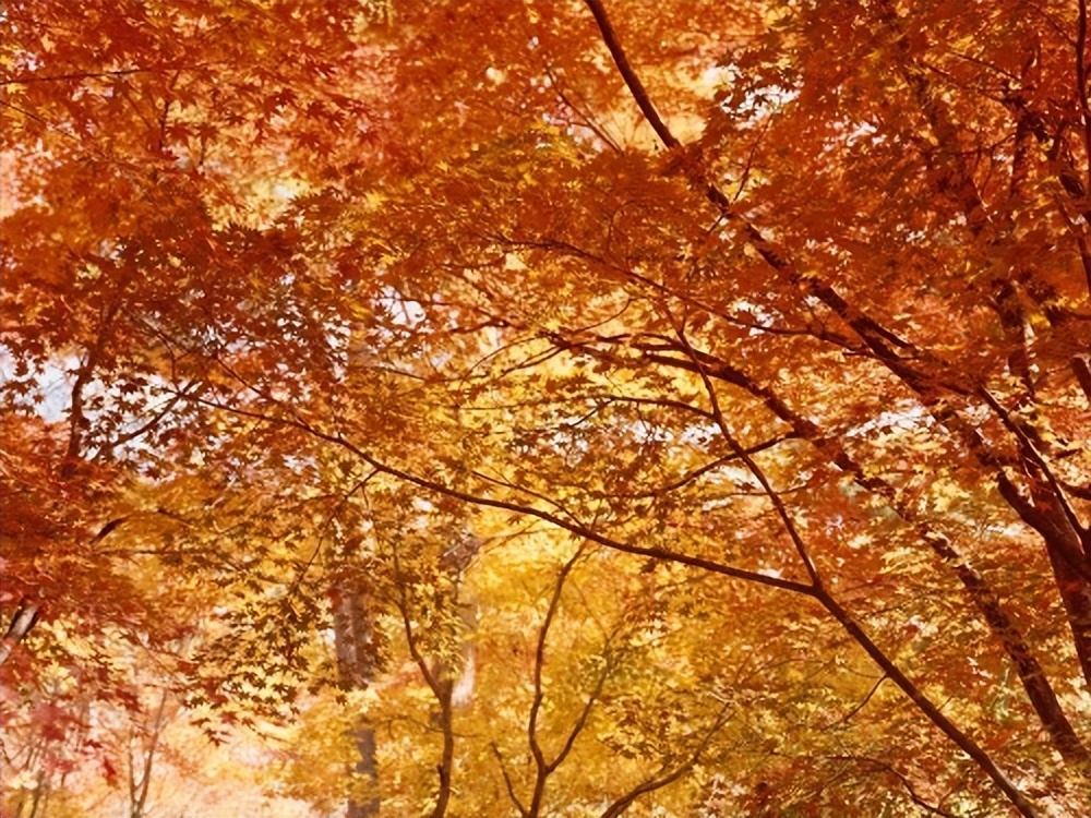 俄罗斯人为何频繁到中国