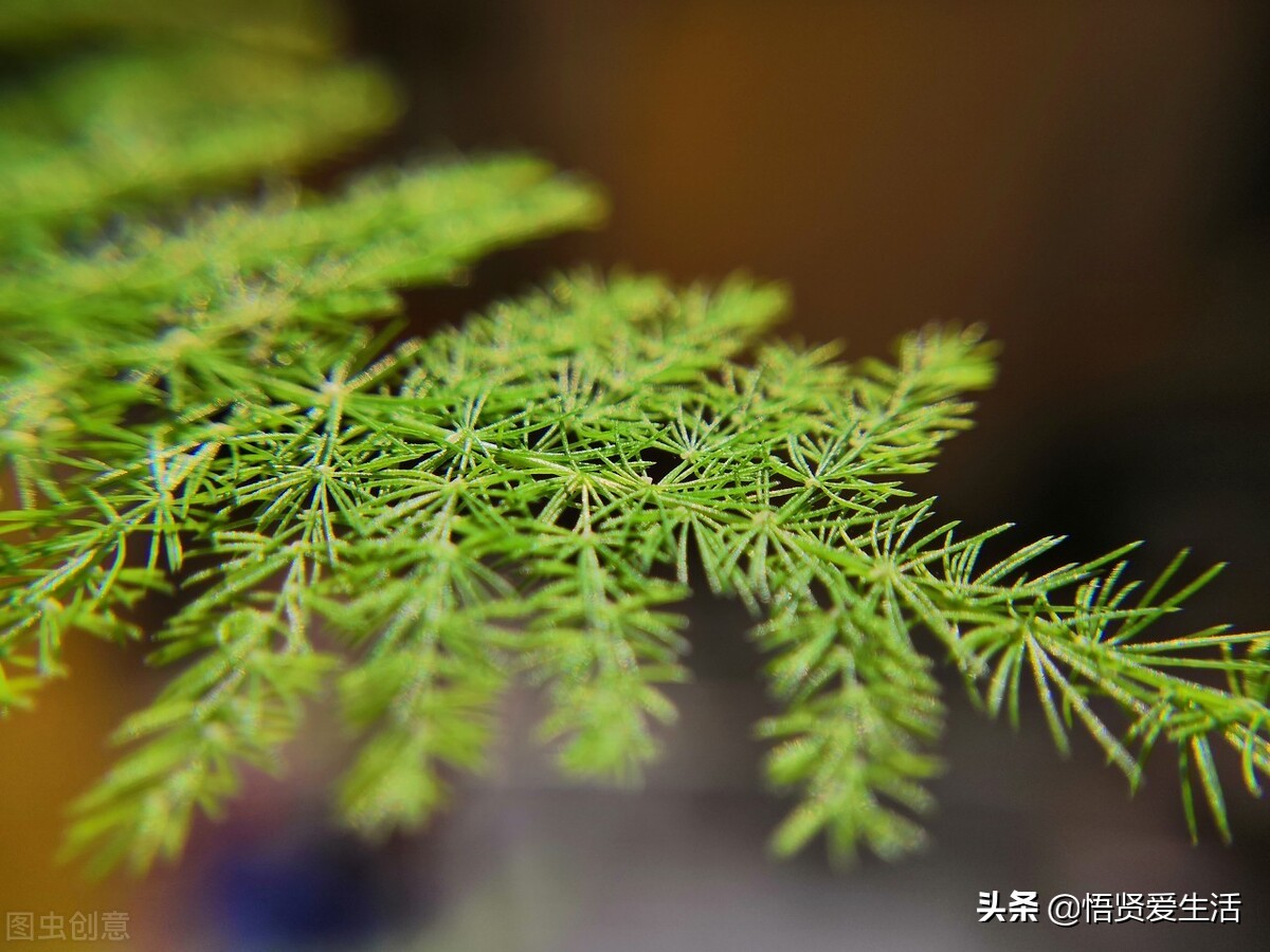 让文竹快速发芽的小方法,想让文竹长得粗壮怎么办