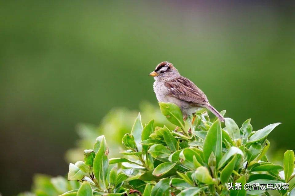 百年品牌松下产品和价格双双虚假宣传,被行政处罚引发用户震惊