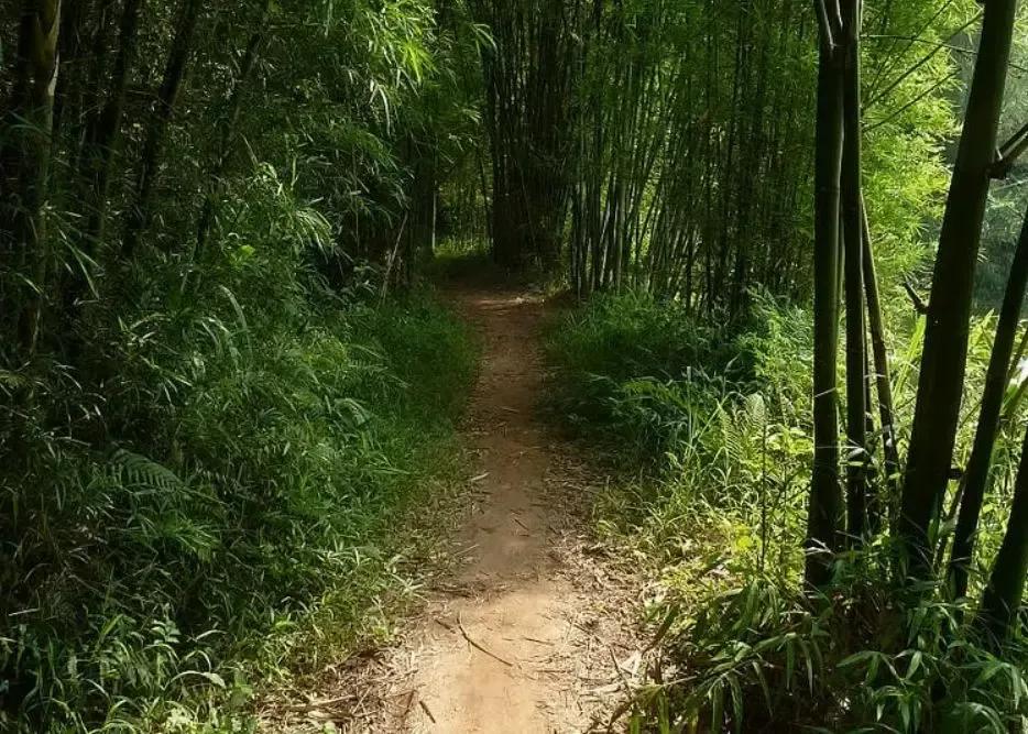 坟前长竹意味着什么预兆,为什么坟前长竹需迁坟