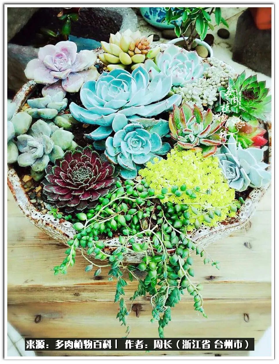 多肉拼盘新手入门,多肉拼盘说说