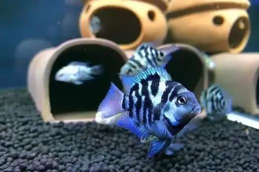 魔鬼刀鱼适合新手养吗,特别适合新手养的鱼