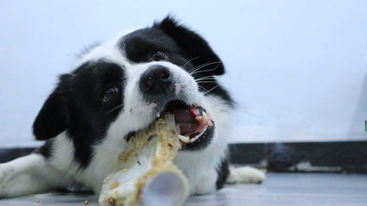 边牧为什么弃养率那么高,被弃养的边牧到新家怎么处理