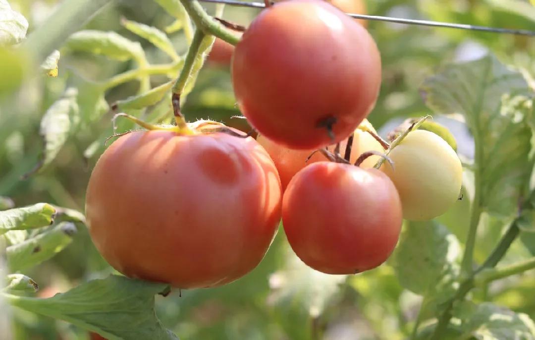 西红柿花少坐果率低怎么解决,西红柿开花坐果慢怎么办