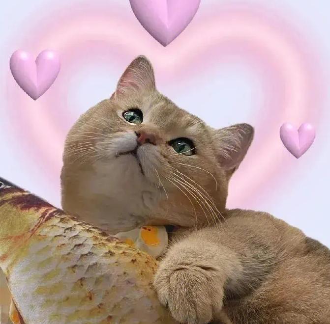 猫咪眼睛上面秃了怎么回事,猫咪眼睛上秃了是猫癣吗