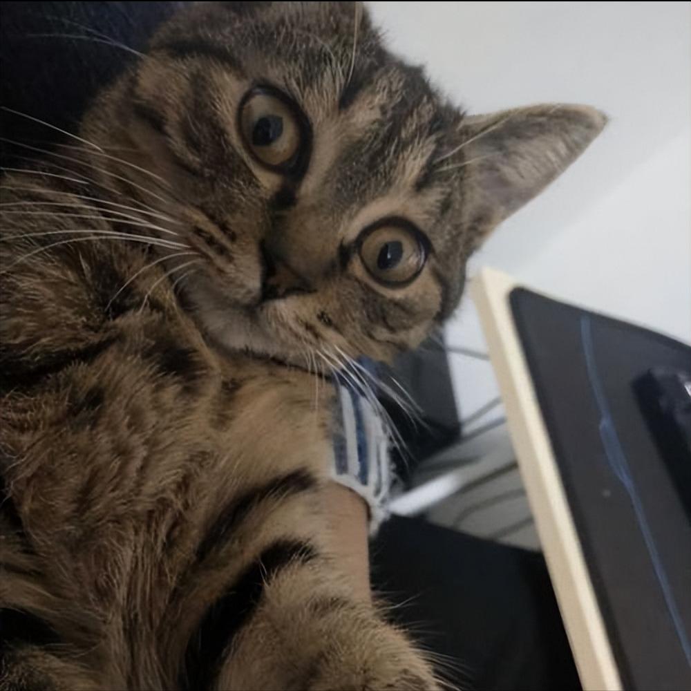 洋猫土猫差距有多大网友太真实了,土猫和宠物猫品相的区别