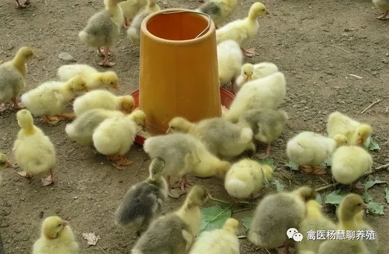 鹅得了霉菌毒素怎么治疗,鹅霉菌感染有哪些症状